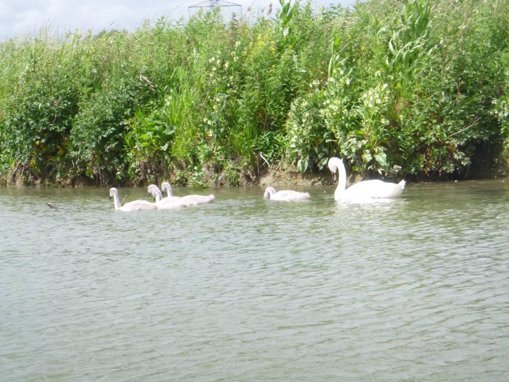 Thames Canoe 2013 26