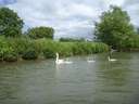 Thames Canoe 2013 38