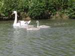 Thames Canoe 2013 68