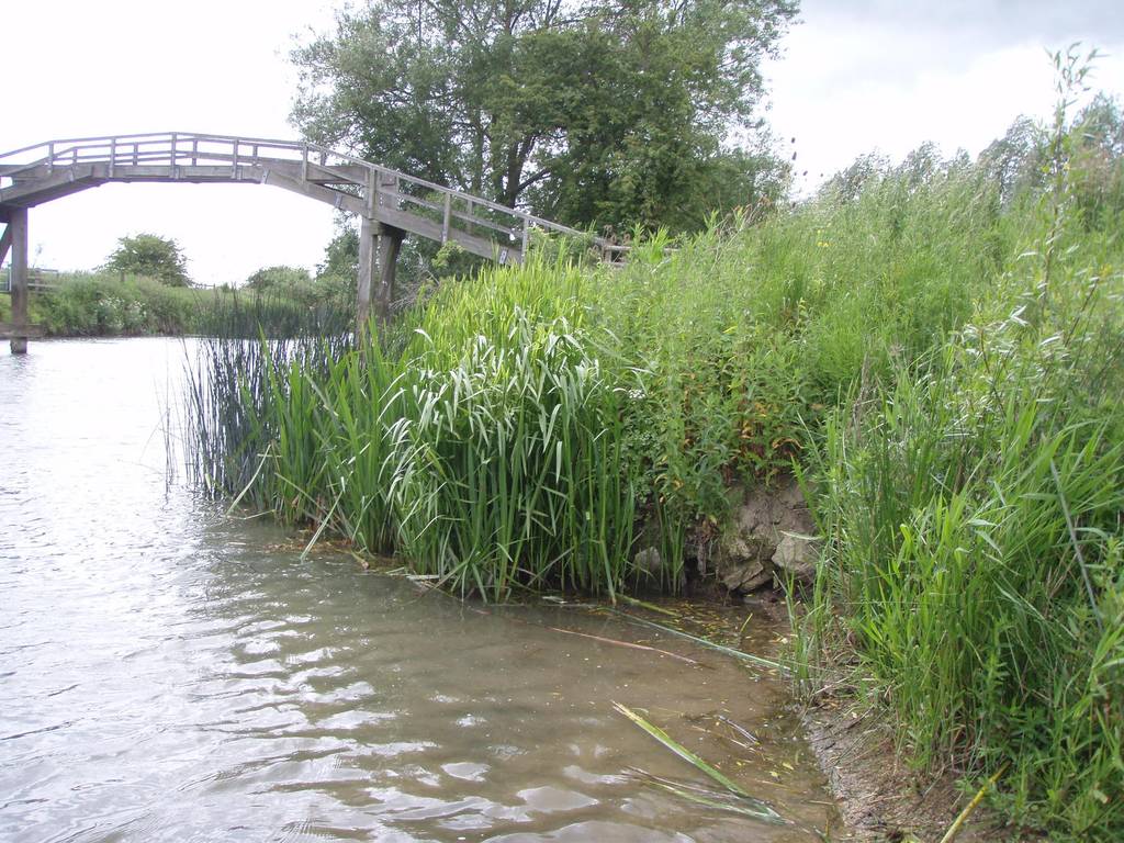 Thames Canoe 2013 71