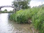 Thames Canoe 2013 71